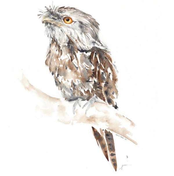 Watercolour Tawny Frogmouth